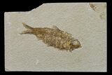 Fossil Fish (Knightia) - Wyoming #159537-1
